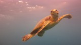 Август 2016 года. Сафари на Юг Красного моря.