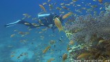 Сафари на Дальний Юг Красного моря — Сент Джонс!!!